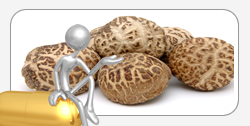 Shiitake