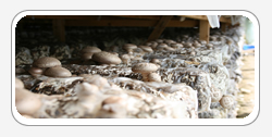 Shiitake